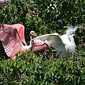 Roseate Spoonbill and Snowy Egret, Smith Oaks Sanctuary, High Island, Texas